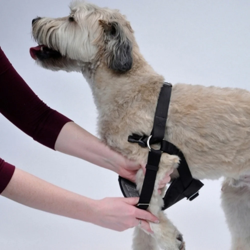 Dog Harness Size XL